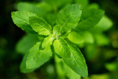🌿 Holy Basil (Ocimum Sanctum) Leaf Extract