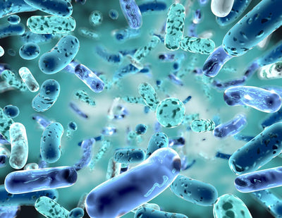 🌿 Lactiplantibacillus Plantarum (RSB11®)