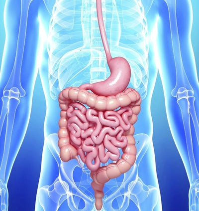 🌿 Lactobacillus Acidophilus (RSB12®)