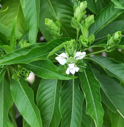 🌿 Vasaka (Adhatoda Vasica) Leaf Extract